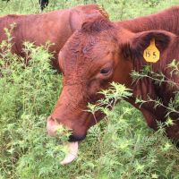 Spring Forest Farm photo 8