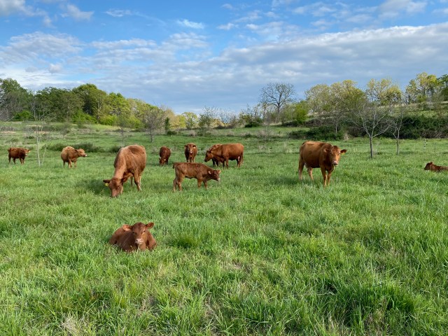 Spring Forest Farm photo 2